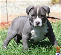 american pit bull puppy posted by Affordable Pups
